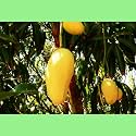 GRAFTED Honey-Ataulfo mango live plant Hybrid Size