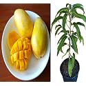Grafted Live Manila Mango Plant 2-3 Feet