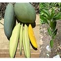 Grafted Thailand Mango Tree Plant Nam-Dok-Mai Si