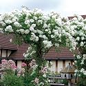Grafted White Climbing Rose Live Plant with