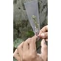 Grafting Cover Size- 2 x 10 inch Nursery, Garden and Outdoor Plants, Pack of 100| Pest & Disease Protection | Ensure Successful Grafting.