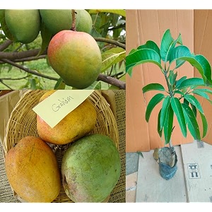 Graham Mango Fruit After 1-2 Years Hybrid