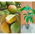 Graham Mango Fruit After 1-2 Years Hybrid