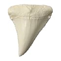Great White Giant Shark Tooth Replica