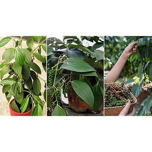 green view live plant black pepper panniyur 134 black pepper spice plant pack of1