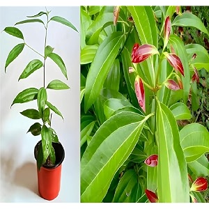 green view live tej patta tamalpatra indian bay leaf plant 1 healthy spice plant