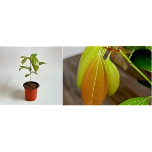 green view dalchini plant - cinnamon dalchini spice healthy live plant pack of 1