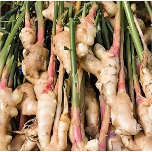 green view ginger plant plantking of masala 1 healthy live plant early massive yield variety