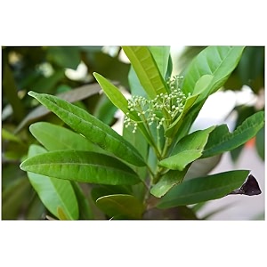 green view all spice plantcombined flavour of cinnamon nutmeg and clove 1 healthy live plant all spice plant