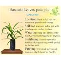 Green view® | Rambha | Biryani |Basmati Leaves (Pandanus Amaryllifolius) Plant(1Healthy Live Plant)