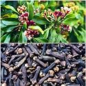 Green view® Clove, Lavang, Laung 1 Healthy Live Plant Clove Plant