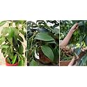 Green view® Live Plant Black Pepper Panniyur 1" Black Pepper Spice Plant (PACK OF1)