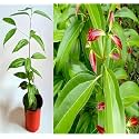 Green view® Live Tej Patta, Tamalpatra, Indian Bay Leaf Plant/ 1 Healthy Spice Plant
