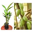 Green view® Live Kerala Green Cardamom Choti Elaichi Spice Plants For Home Garden PLant (pack of 1)