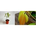 Green view® Dalchini Plant - Cinnamon Dalchini Spice Healthy Live Plant (pack of 1)
