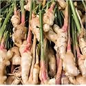 Green view® Ginger Plant Plant|King of Masala (1 Healthy Live Plant)| Early massive yield Variety
