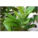 Green view® All Spice Plant|Combined Flavour Of Cinnamon, Nutmeg and Clove (1 Healthy Live Plant) (All Spice Plant)