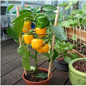 the green view gardens outdoor living capsicum plant mirchi capsicum plant vegetable plant