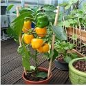 THE GREEN VIEW GARDENS Outdoor Living Capsicum Plant Mirchi Capsicum Plant Vegetable Plant