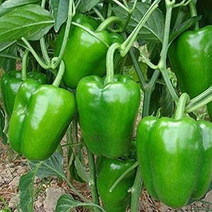 Green World Capsicum Bell Pepper Shimla Mirch
