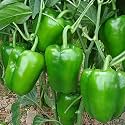 Green World CapsicumBell PepperShimla Mirch Green Seeds