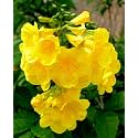 Green World Tecoma Stans/Yellow Trumpet Bush Tree Seeds for Farming & Gardening (200 Gms seeds pack)
