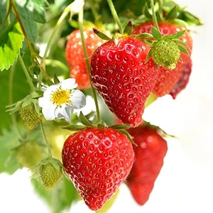 greencaart red strawberry fruit live healthy plant sweet variety pack of 2