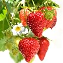 GreenCaart Red Strawberry Fruit Live Healthy Plant, Sweet Variety, Pack of 2
