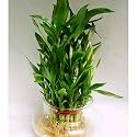 greenhomecare 2 Layer Lucky Bamboo Plant with Glass Pot