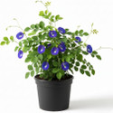GREENLEAVESSHOP Aparajita Butterfly Pea Plant sapling
