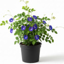 GREENLEAVESSHOP Aparajita Butterfly Pea Plant sapling