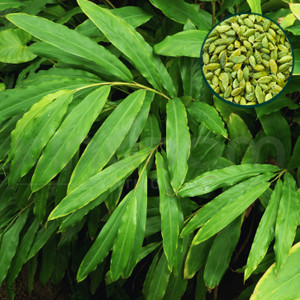 GREENLEAVESSHOP Elaichi Cardamom Plant sapling