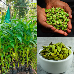 GREENLEAVESSHOP Elaichi Cardamom Plant sapling