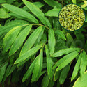 GREENLEAVESSHOP ElaichiCardamom Plant sapling