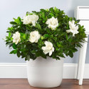GREENLEAVESSHOP Jasmine Plant sapling