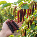 GREENLEAVESSHOP ShahtootMulberry Plant sapling