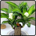 GREENSEE Lucky Bamboo Straight Stick sapling