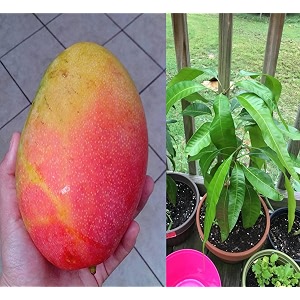 gulab khas mango grafted plant fruit after 1-2 years hybrid 1 healthy tree height 2-3 feet live plant for home garden pb_23