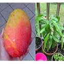 Gulab Khas Mango Grafted Plant Fruit After 1-2 Years Hybrid 1 Healthy Tree Height 2-3 Feet Live Plant For Home Garden PB_23