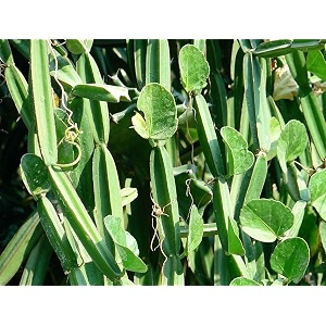 hadjod plant live  pirandaicissus quadrangularis ayurvedic plant  healthy live medicinal herb for home garden  grown in nursery bag  bone strength amp joint support plant  edible stem