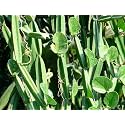 Hadjod Plant Live | Pirandai/Cissus Quadrangularis Ayurvedic Plant | Healthy Live Medicinal Herb for Home Garden | Grown in Nursery Bag | Bone Strength &amp; Joint Support Plant | Edible Stem