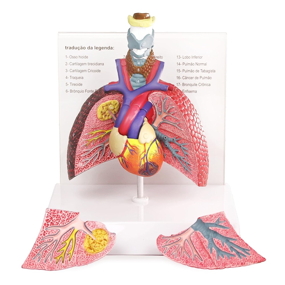 HADWYN Human Respiratory System model,anatomy models human body - Price ...