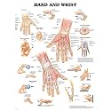 Hand and Wrist Anatomical Chart