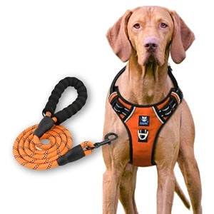hank dog harness leash set - 4 adjustable buckle - metal hook - soft handle - dog chest belt for training - walking neon orange small harness  leash