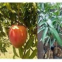 Hatcher Mango Grafted Plant Fruit After 2-3