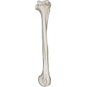 hBARSCI Humerus Bone Model - Right - Anatomically Accurate Human Humerus Bone Replica
