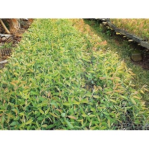 healthy vibe eucalyptus whitesafeda white gum eucalyptus alba plant medicinal plant herbal plants for terrace garden healthy plant- pack of 3