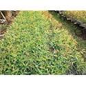 Healthy Vibe Eucalyptus White/Safeda White Gum Eucalyptus alba Plant Medicinal Plant Herbal Plants For Terrace Garden (Healthy Plant)- (Pack of 3)