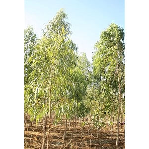 eucalyptus safeda medicinal live plant  aromatic amp fast-growing tree for home garden  air-purifying outdoor plant for pots balcony amp garden - pack of 2