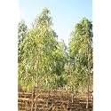 Eucalyptus (Safeda) Medicinal Live Plant | Aromatic & Fast-Growing Tree for Home Garden | Air-Purifying Outdoor Plant for Pots, Balcony & Garden - Pack Of 2